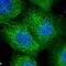 Exocyst Complex Component 1 antibody, HPA044873, Atlas Antibodies, Immunofluorescence image 