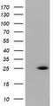 GTP-binding protein Rit2 antibody, TA501703, Origene, Western Blot image 