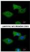 Regulator of G-protein signaling 2 antibody, NBP1-32284, Novus Biologicals, Immunofluorescence image 