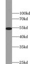 Zinc Finger Protein 486 antibody, FNab09705, FineTest, Western Blot image 