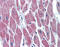 Protein Wnt-10b antibody, ARP41239_P050, Aviva Systems Biology, Immunohistochemistry frozen image 
