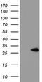 N-Acetylneuraminic Acid Phosphatase antibody, TA504539S, Origene, Western Blot image 