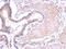 Phospholipase C Gamma 2 antibody, NBP1-33036, Novus Biologicals, Immunohistochemistry paraffin image 