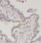 MAC2 antibody, FNab03317, FineTest, Immunohistochemistry paraffin image 