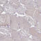 Insulin Like Growth Factor Binding Protein Acid Labile Subunit antibody, HPA040692, Atlas Antibodies, Immunohistochemistry frozen image 