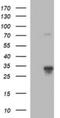 F11 Receptor antibody, NBP2-45560, Novus Biologicals, Western Blot image 
