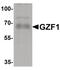 GDNF Inducible Zinc Finger Protein 1 antibody, PA5-34375, Invitrogen Antibodies, Western Blot image 
