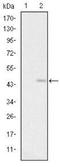 GluR-C antibody, NBP2-37584, Novus Biologicals, Western Blot image 