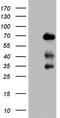 NUMB Endocytic Adaptor Protein antibody, LS-C338538, Lifespan Biosciences, Western Blot image 