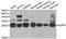 Quinoid Dihydropteridine Reductase antibody, MBS2528038, MyBioSource, Western Blot image 