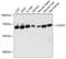 Coenzyme A Synthase antibody, GTX64695, GeneTex, Western Blot image 