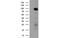 Protein Kinase D2 antibody, MBS837903, MyBioSource, Western Blot image 