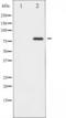 PHF-tau antibody, TA325673, Origene, Western Blot image 