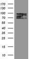 CCR4-NOT Transcription Complex Subunit 4 antibody, TA800157BM, Origene, Western Blot image 