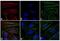 Rabbit IgG antibody, SA5-10039, Invitrogen Antibodies, Immunofluorescence image 
