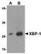 XBP-1s antibody, TA319737, Origene, Western Blot image 