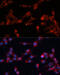 Eukaryotic Translation Initiation Factor 3 Subunit B antibody, 13-539, ProSci, Immunofluorescence image 
