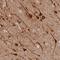 Mitochondrial Coiled-Coil Domain 1 antibody, PA5-61379, Invitrogen Antibodies, Immunohistochemistry frozen image 