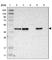 Mannose Phosphate Isomerase antibody, HPA007200, Atlas Antibodies, Western Blot image 