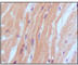 Natriuretic peptides B antibody, abx016077, Abbexa, Western Blot image 