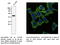 GAPDH antibody, AB0049-500, SICGEN, Western Blot image 