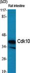 Cyclin-dependent kinase 10 antibody, PA5-50927, Invitrogen Antibodies, Western Blot image 