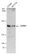 DNA Topoisomerase II Binding Protein 1 antibody, PA5-78356, Invitrogen Antibodies, Western Blot image 