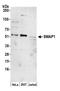 Stromal membrane-associated protein 1 antibody, A305-674A-M, Bethyl Labs, Western Blot image 
