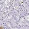 T1r3 antibody, HPA053439, Atlas Antibodies, Immunohistochemistry paraffin image 