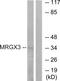 MAS Related GPR Family Member X3 antibody, TA316033, Origene, Western Blot image 