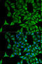 Keratin 20 antibody, 13-105, ProSci, Immunofluorescence image 