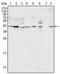 p42-MAPK antibody, AM06140PU-N, Origene, Western Blot image 