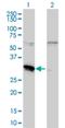 Myeloid leukemia factor 2 antibody, H00008079-M01, Novus Biologicals, Western Blot image 