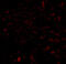 Coiled-coil domain-containing protein 134 antibody, A14619, Boster Biological Technology, Immunofluorescence image 