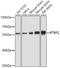 Polypyrimidine Tract Binding Protein 2 antibody, 19-989, ProSci, Western Blot image 