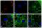 Rabbit IgG antibody, A16177, Invitrogen Antibodies, Immunofluorescence image 