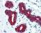 Keratin antibody, 49-798, ProSci, Immunohistochemistry paraffin image 