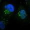 Zinc Finger Protein 75D antibody, HPA004705, Atlas Antibodies, Immunofluorescence image 