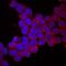 Protocadherin-15 antibody, AF6729, R&D Systems, Immunofluorescence image 