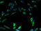 ATPase H+ Transporting V1 Subunit E1 antibody, A52724-100, Epigentek, Immunofluorescence image 