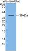 Dedicator of cytokinesis protein 4 antibody, LS-C373434, Lifespan Biosciences, Western Blot image 