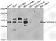 Caspase 3 antibody, A0214, ABclonal Technology, Western Blot image 