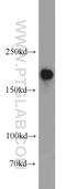 PH domain leucine-rich repeat protein phosphatase 1 antibody, 22789-1-AP, Proteintech Group, Western Blot image 