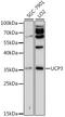 Uncoupling Protein 3 antibody, GTX32947, GeneTex, Western Blot image 