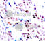 Jun Proto-Oncogene, AP-1 Transcription Factor Subunit antibody, AP0379, ABclonal Technology, Immunohistochemistry paraffin image 