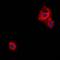 Neurosecretory protein VGF antibody, orb214728, Biorbyt, Immunofluorescence image 