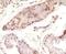 Melanoma-associated antigen 1 antibody, orb385864, Biorbyt, Immunohistochemistry paraffin image 