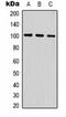 Glutamate Ionotropic Receptor AMPA Type Subunit 1 antibody, orb334649, Biorbyt, Western Blot image 