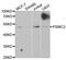 26S protease regulatory subunit 6A antibody, TA332488, Origene, Western Blot image 