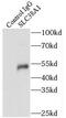 Sodium-coupled neutral amino acid transporter 1 antibody, FNab07959, FineTest, Immunoprecipitation image 